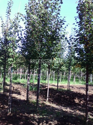 Липа мелколистная Гринспаер (Tilia cordata 'Greenspire')