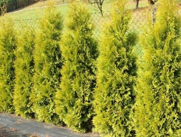 Туя западная Салланд (Thuja occidentalis 'Salland')