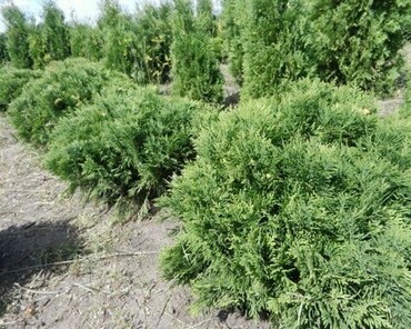 Туя западная Умбракулифера (Thuja occidentalis 'Umbraculifera')