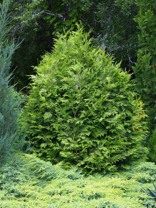 Туя западная Вареана (Thuja occidentalis 'Wareana')
