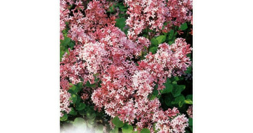 Сирень Мейера "Ред Пикси"