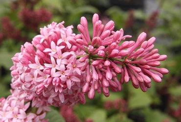 Сирень Престона