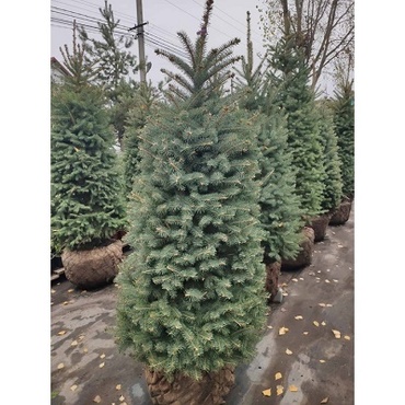 Ель колючая "Аризона Кейбаб"