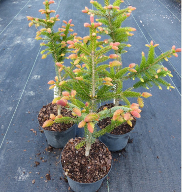 Ель сербская "Ротер Аустреб"