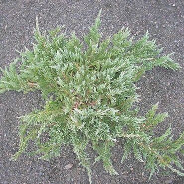 Можжевельник горизонтальный "Тургуоши Спридер"