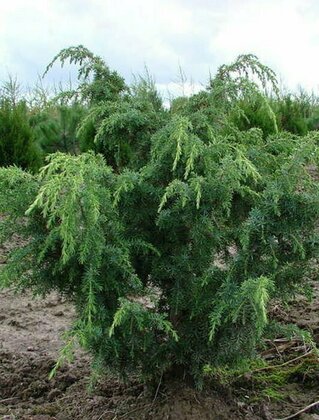 Можжевельник обыкновенный "Валис"