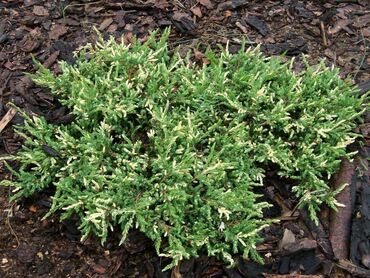 Можжевельник обыкновенный "Спотти Спридер"