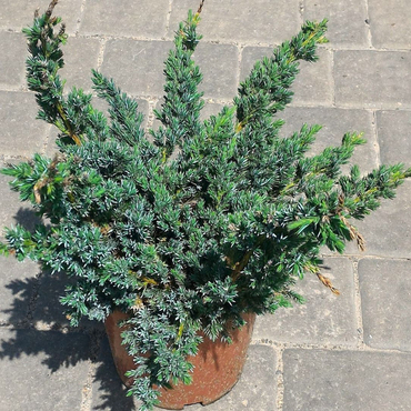 Можжевельник чешуйчатый "Мейери Компакта"