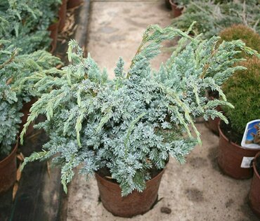 Можжевельник чешуйчатый "Мейери"