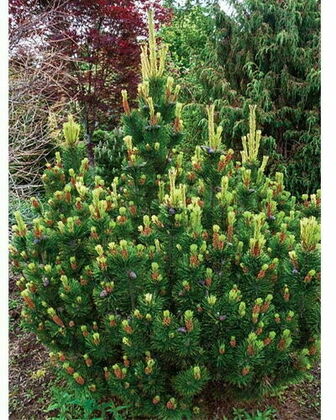 Сосна горная "Пол Малтер"