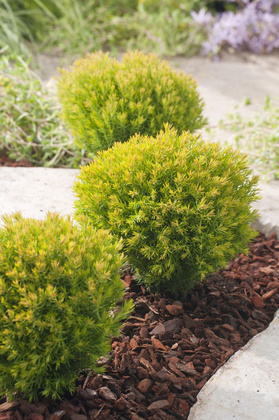 Туя западная "Аниек"