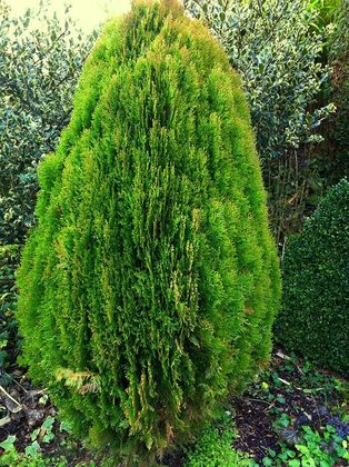 Туя "Гилдед Дресс"