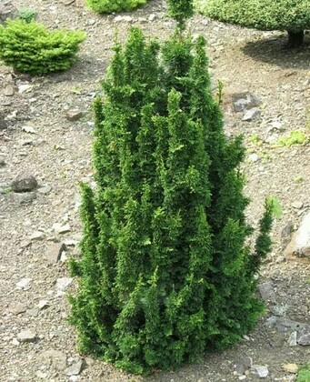 Туя западная "Малониана Холуб"