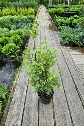 Туя западная "Хабнер"