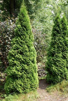 Туя западная "Хурикейн"