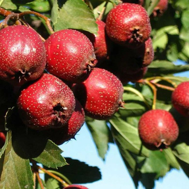 Боярышник китайский