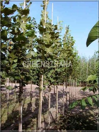 Липа крупнолистная Фастигиата (Tilia platyphyllos 'Fastigiata')