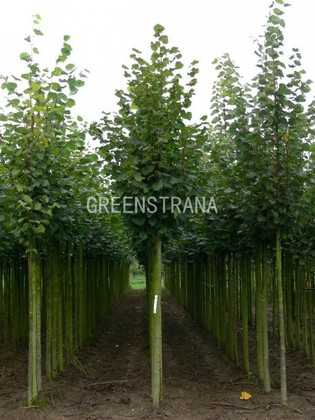 Липа крупнолистная Рубра (Tilia platyphyllos 'Rubra')