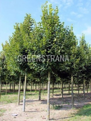 Липа крупнолистная Оребро (Tilia platyphyllos 'Orebro')