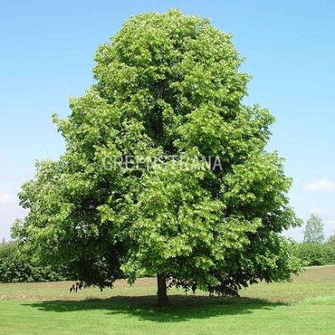 Липа европейская Паллида (Tilia x europaea 'Pallida')