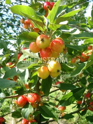 Яблоня декоративная Джон Доуни (Malus 'John Downie')