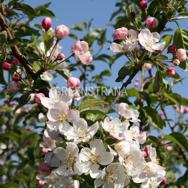 Яблоня декоративная Ред Джед (Malus 'Red Jade')
