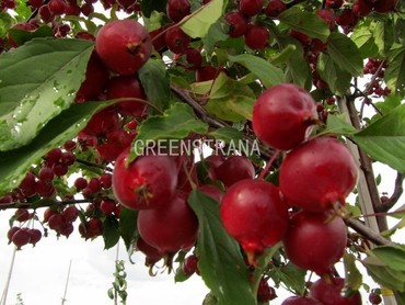Яблоня декоративная Ред Обелиск (Malus 'Red Obelisk')