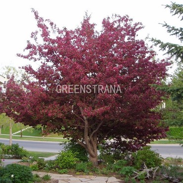 Яблоня декоративная Роялти (Malus 'Royalty')