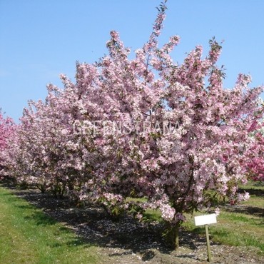 Яблоня декоративная Рудольф (Malus 'Rudolf')