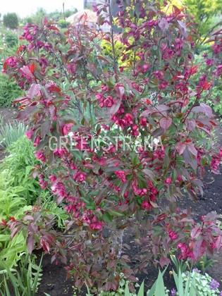 Яблоня декоративная Ола (Malus 'Ola')