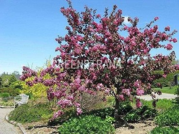 Яблоня декоративная Скарлет (Malus 'Scarlett')
