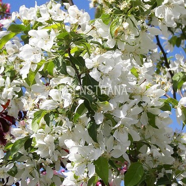 Яблоня декоративная Стрит Парад (Malus 'Street Parade')