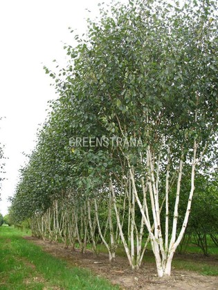 Береза полезная Жакмана (Betula utilis 'Jacquemontii')