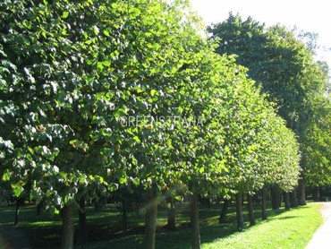 Тополь дрожащий Эректа (Populus tremula 'Erecta')
