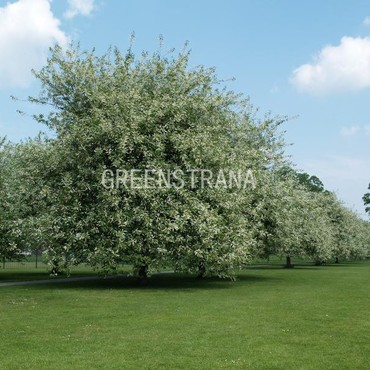 Черемуха обыкновенная Ватерери (Padus padus 'Watereri')