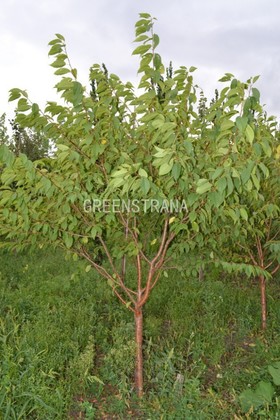 Черемуха Маака Амбер Бьюти (Prunus maackii 'Amber Beauty')