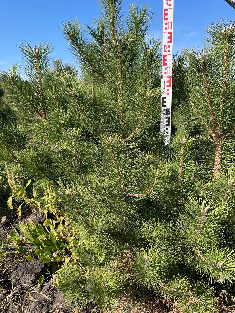 Саженцы сосны Pinus nigra в питомнике Гринстрана