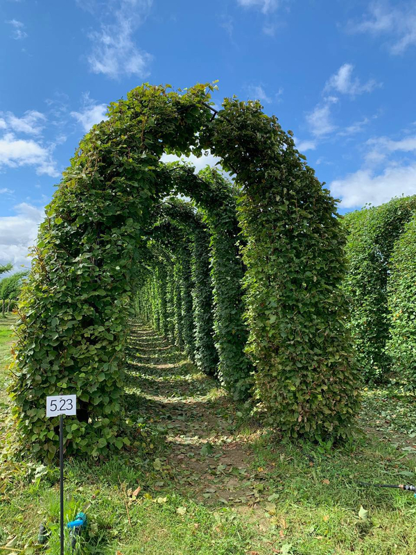 Зелёные своды живых арок для озеленения