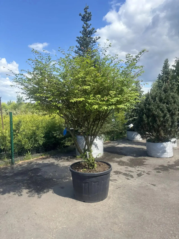Уникальная партия топиариев из бересклета Компактус