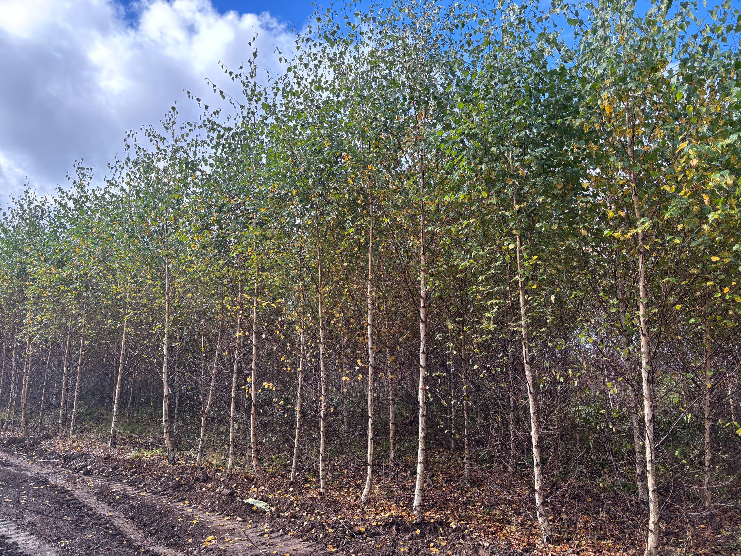 Оптовая поставка крупномеров берёзы бородавчатой