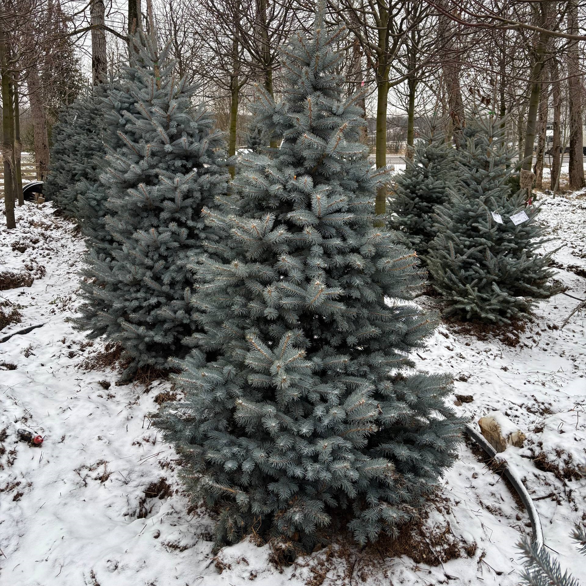 Поступление голубых елей Блю Даймонд - февраль 2026