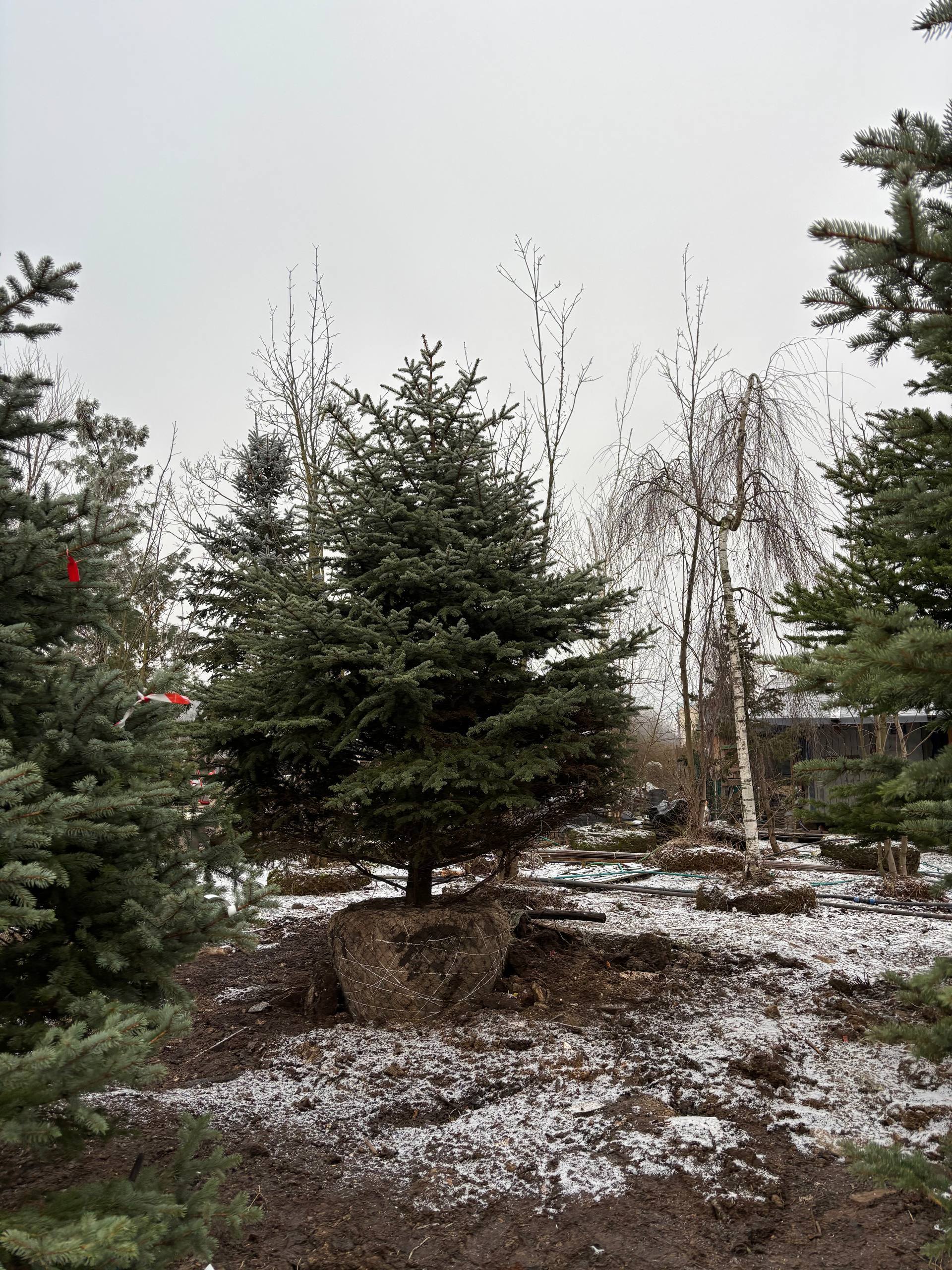 Зимний отбор хвойных крупномеров: саженцы ели Экстра качества для проектов нового сезона