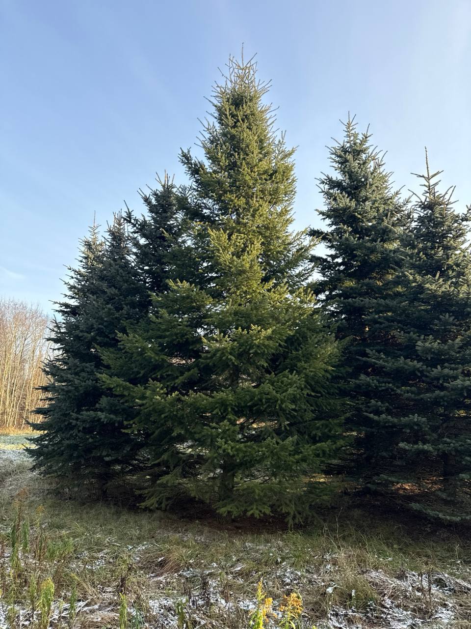 Эффектная партия крупномеров голубой ели Глаука Экстра