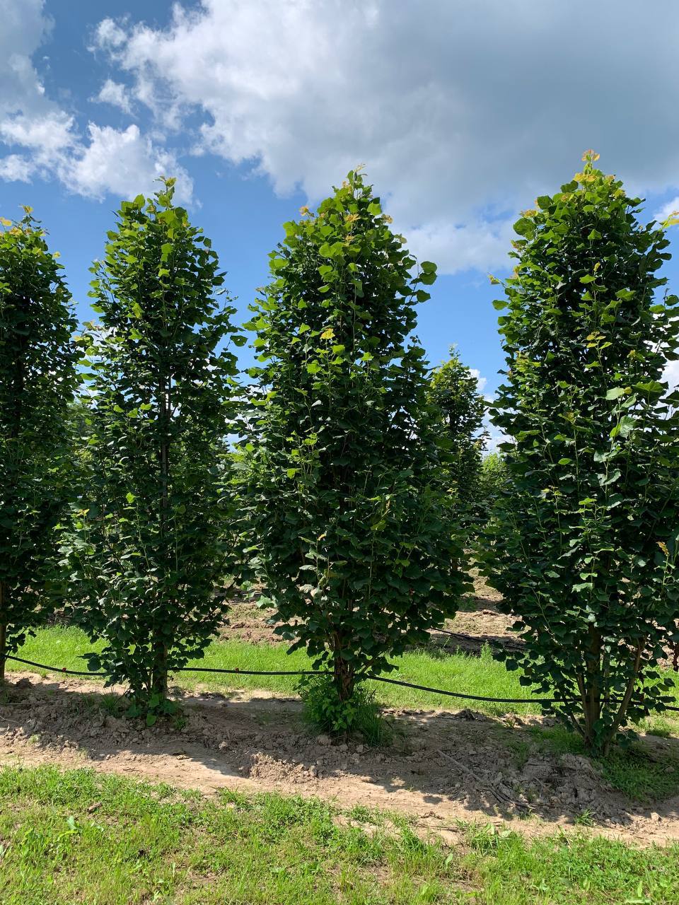 Липа Фастигиата — образцы с полей питомника Гринстрана