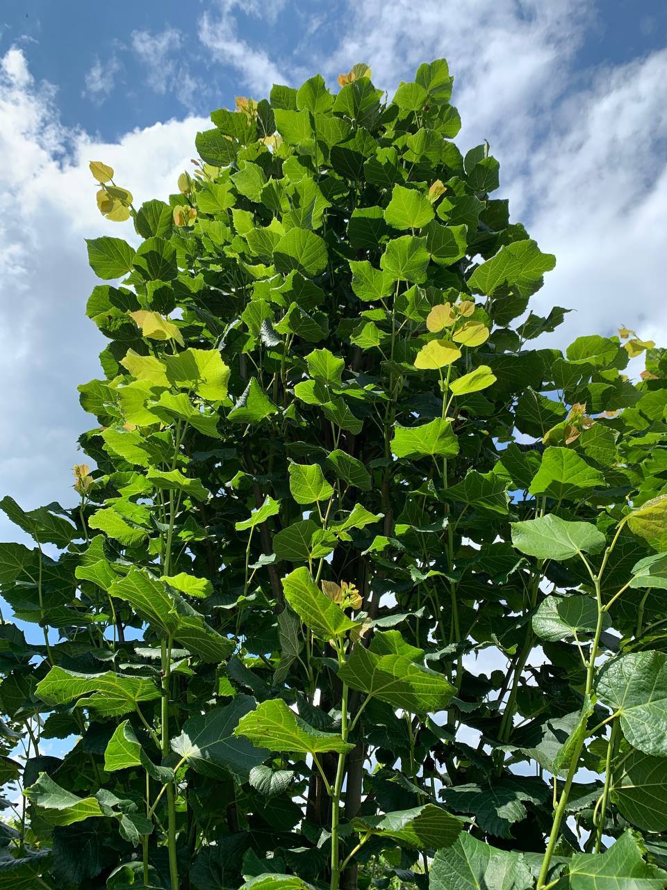 Саженцы липы крупнолистной Фастигиата в питомнике Гринстрана