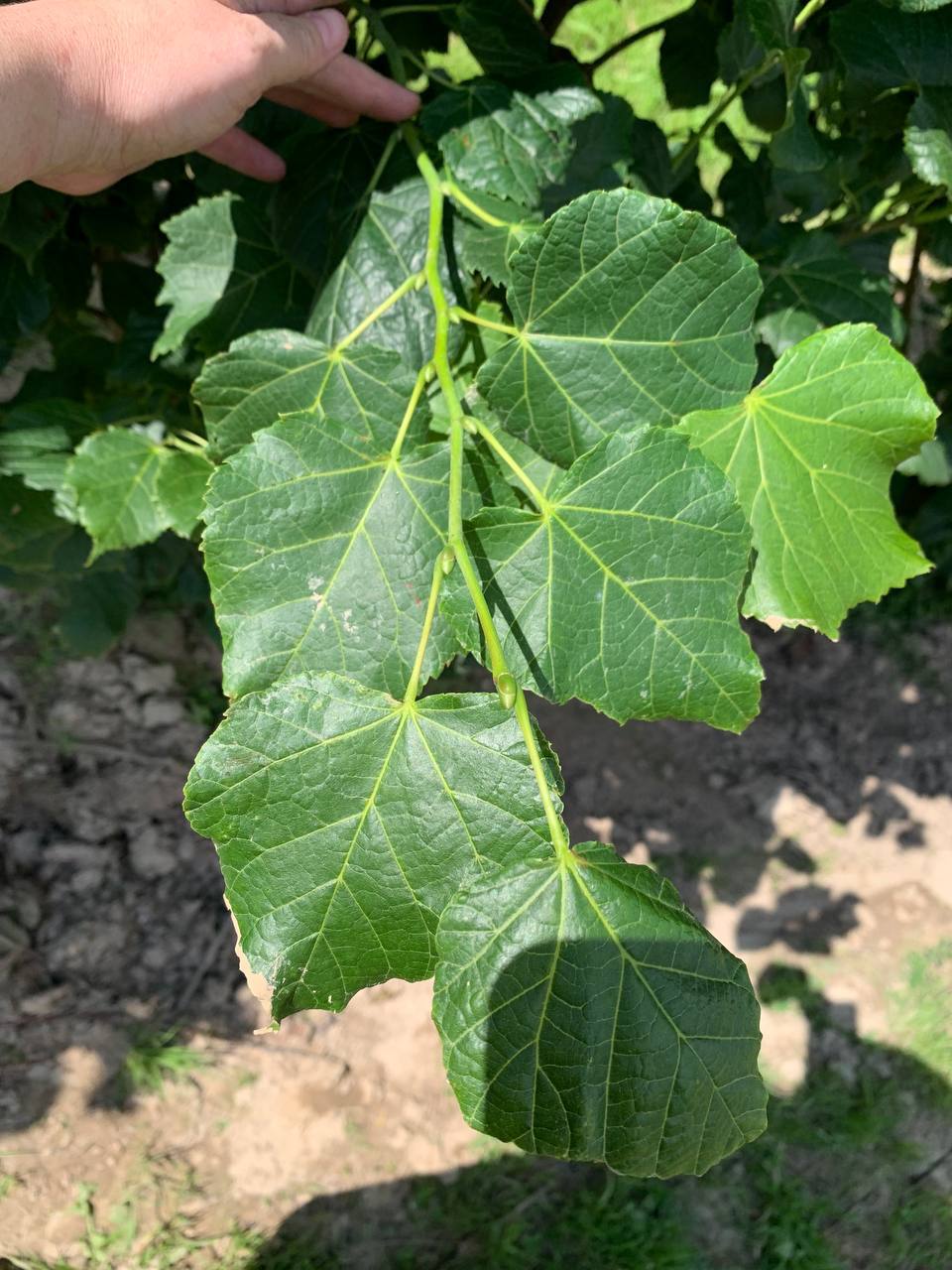 Партия саженцев липы и черемухи - ноябрь 2025