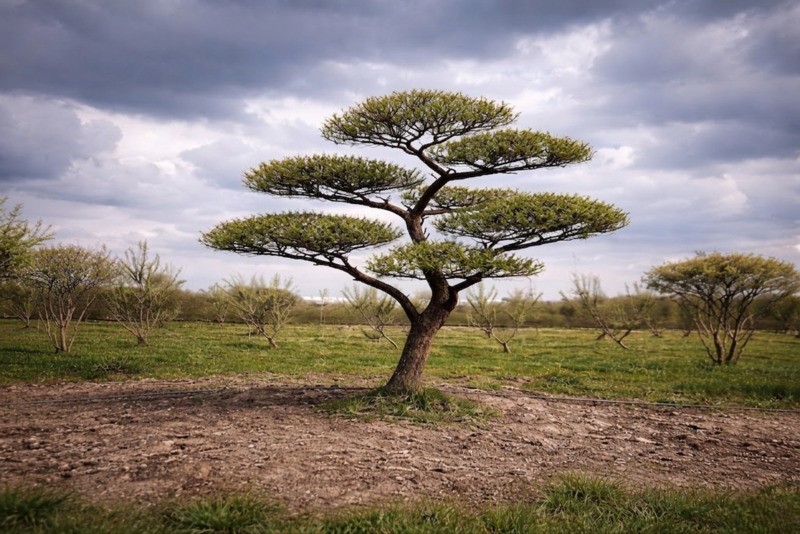 Партия саженцев ниваки - апрель 2026