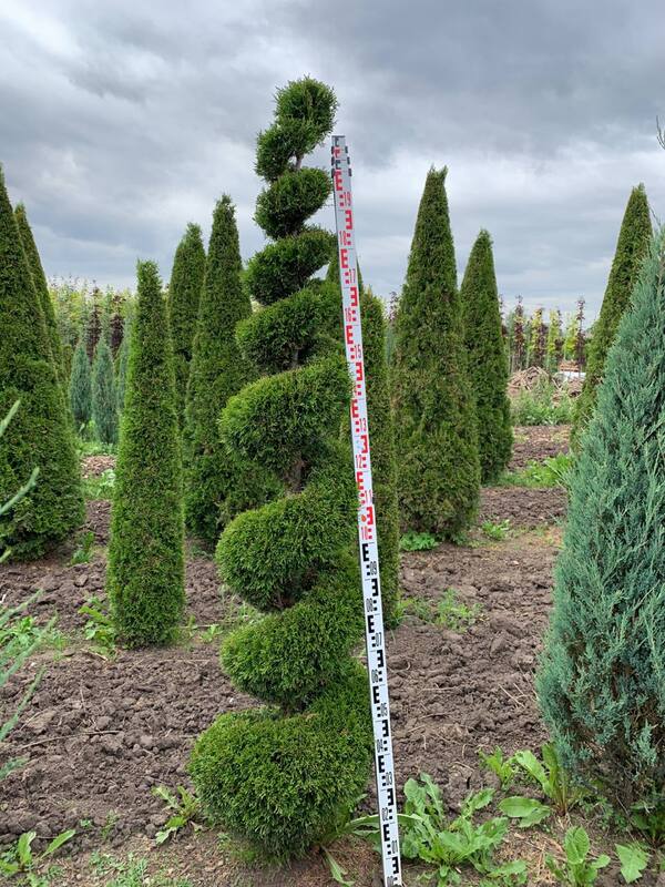 Обновление ассортимента топиариев