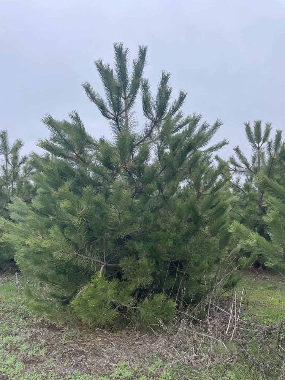 Мартовскя партия саженцев сосны крымской Экстра