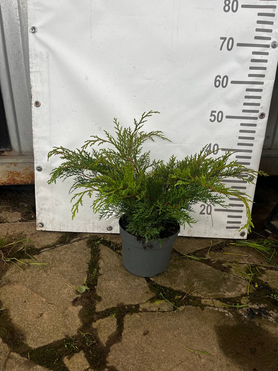 Большая партия саженцев микробиоты - октябрь 2025